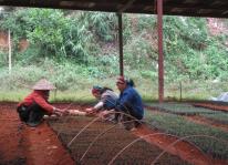 Tìm hiểu kỹ thuật nhân giống cây ba kích