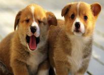 Tìm hiểu kỹ thuật nuôi chó con