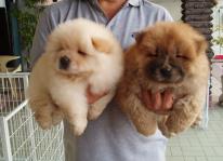 Tìm hiểu Kỹ thuật nuôi chó Chow Chow thuần chủng