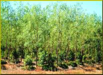 Tìm hiểu kỹ thuật trồng và chăm sóc cây đàn hương