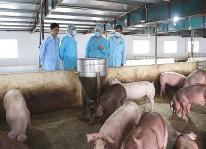 Xuất hiện thêm một ổ dịch tả lợn châu Phi tại Hà Nội