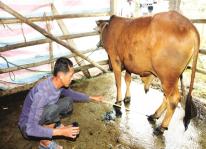 Phòng trị bệnh hà móng ở trâu bò