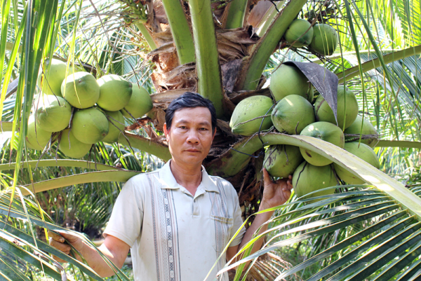 Hiệu quả cao từ mô hình trồng dừa trên đất mặn