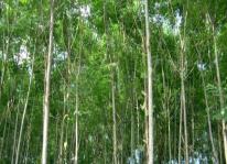 Kỹ thuật trồng cây xoan ta