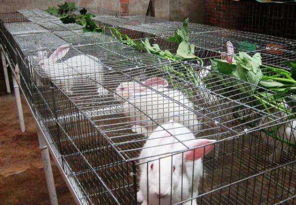 Kỹ thuật nuôi thỏ tại nhà tăng thu nhập