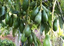 Kỹ thuật trồng bơ sáp sai quả