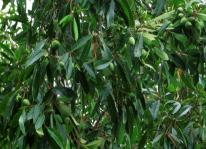 Kỹ thuật trồng cây trám đen