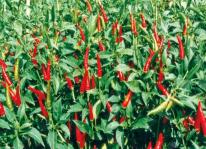 Kỹ thuật trồng cây ớt đạt tiêu chuẩn Vietgap