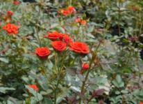 Kỹ thuật trồng hoa hồng: nhiều nụ, không sâu bệnh