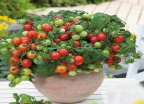 Kỹ thuật trồng cà chua bi sai quả quanh năm