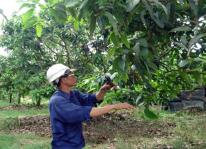 Người trồng Xoài đứng trước nguy cơ thất thu vì bọ trĩ hại cây