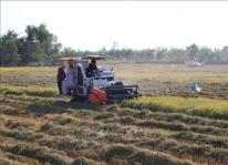 Thúc đẩy xuất khẩu lúa gạo giữa Việt Nam và Trung Quốc