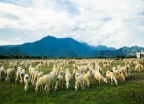 Kỹ thuật chăm sóc và phòng bệnh cho cừu mẹ và cừu con
