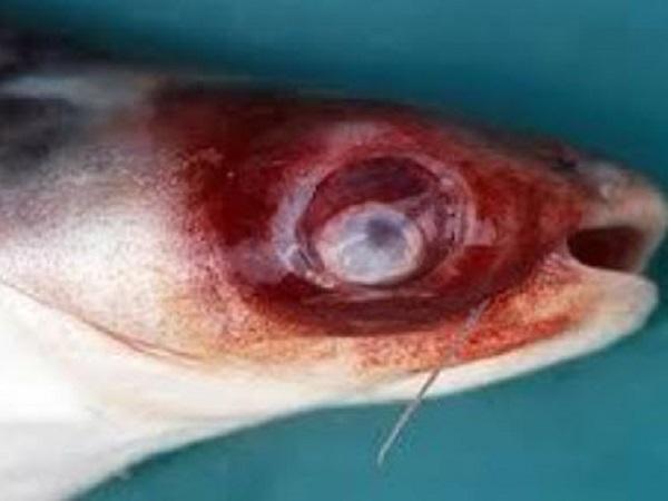 Phòng trị bệnh xuất huyết trên cá tra nuôi công nghiệp