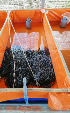 Kỹ thuật nuôi lươn không bùn trong bể lót bạt cho năng suất cao