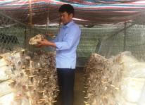 Đồng hành cùng nông dân phát triển sản xuất nấm linh chi đỏ và cây sachi ở Hòa Bình