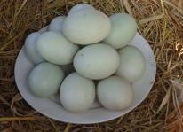 Người chăn nuôi lao đao khi trứng vịt xuống giá