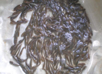 Kỹ thuật sinh sản và nuôi thương phẩm cá lóc