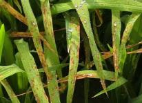 Tìm hiểu bệnh đạo ôn hại lúa