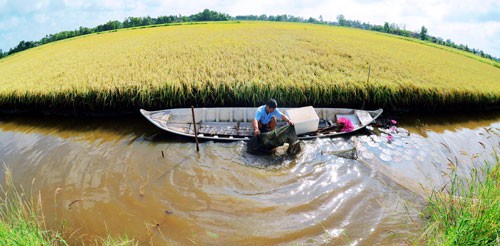 Mô hình nuôi tôm sinh thái - lúa an toàn