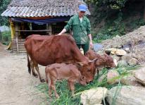 Biện pháp nâng cao chất lượng đàn trâu, bò bằng phương pháp thụ tinh nhân tạo