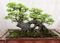 Quy tắc cơ bản khi trồng sung cảnh bonsai