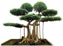 Ý nghĩa của trồng cây Sanh bonsai trong phong thủy?