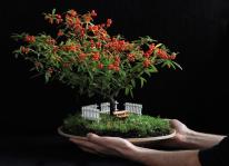 Hướng dẫn trồng bonsai mini đúng cách
