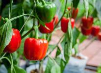 Kỹ thuật trồng và chăm sóc cây ớt ngọt