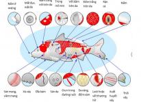 Phòng trị một số bệnh thường gặp khi nuôi cá Koi