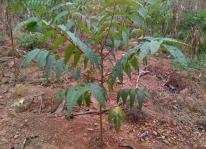 Kỹ thuật trồng và chăm sóc cây Xoan Đào
