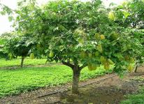 Cách trồng cây khế ngọt cho nhiều quả