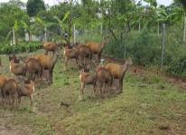 Làm giàu từ chăn nuôi con nai