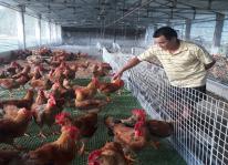 Mãn hạn tù về nuôi gà Tàu theo mô hình chăn thả cho thu nhập cao