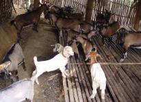 Tìm hiểu quy trình phòng bệnh cho dê