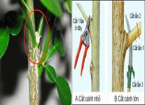 Kỹ thuật trồng cây chanh Thái năng suất