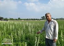 Thu nhập cao từ trồng Huệ trên đất Lúa