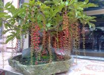 Kỹ thuật trồng cây cảnh bonsai Lộc vừng đẹp