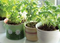 Chi tiết hướng dẫn trồng rau thơm sạch tại nhà