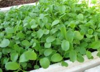 Kỹ thuật trồng rau cải ngọt tại nhà: ít công lại xanh tốt