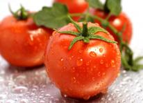 Khắc phục những sai lầm thường mắc phải khi trồng cà chua