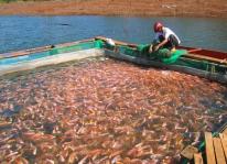 Một số mô hình nuôi cá sạch giúp nông dân làm giàu