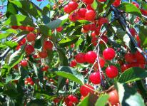 Kỹ thuật trồng và chăm sóc cây cherry
