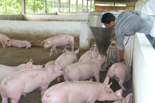 cách chăn nuôi lợn