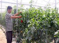 Mô hình tưới tiêu cho cây trồng thời kỳ 4.0