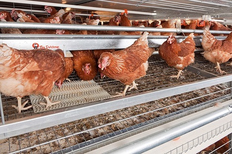 Chế dộ dinh dưỡng cho gà mái đẻ tối ưu trứng