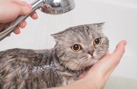 Hướng dẫn cách tắm cho Mèo chuẩn Spa