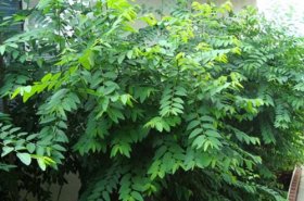 Trồng thứ rau ngọt như nước ninh xương, ăn bổ huyết, tăng tiết nước bọt, nông dân Bình Phước giàu hơn