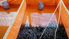 Tìm hiểu Kỹ thuật nuôi lươn thương phẩm trong bể bạt
