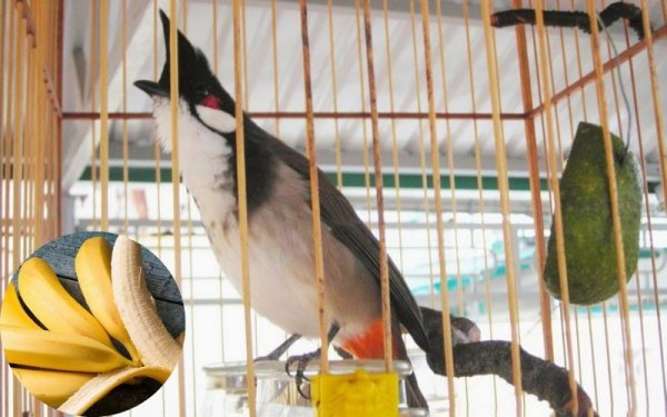 Chào Mào Múa đẹp Gọi Mái Siêu Kích Thích 2022 - Thức ăn Chim Cảnh Hiển Bảo  Khánh